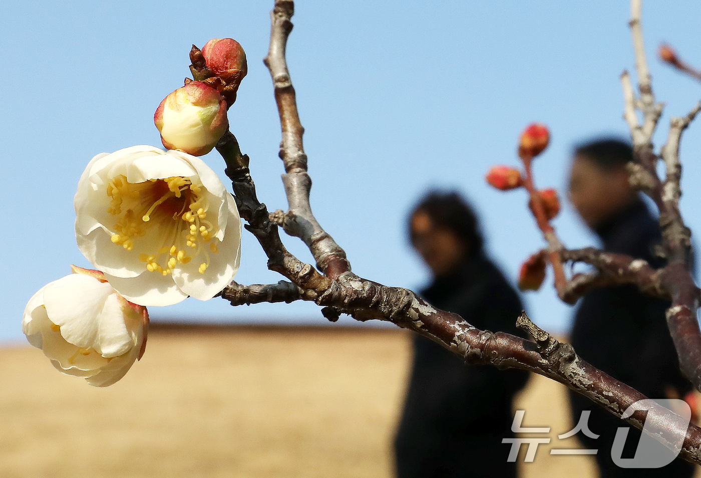 (부산=뉴스1) 윤일지 기자 = 7일 부산 동래구 복천동의 한 매화나무에 봄의 전령사 매화가 꽃망울을 터뜨려 눈길을 끌고 있다.  2026.1.7/뉴스1