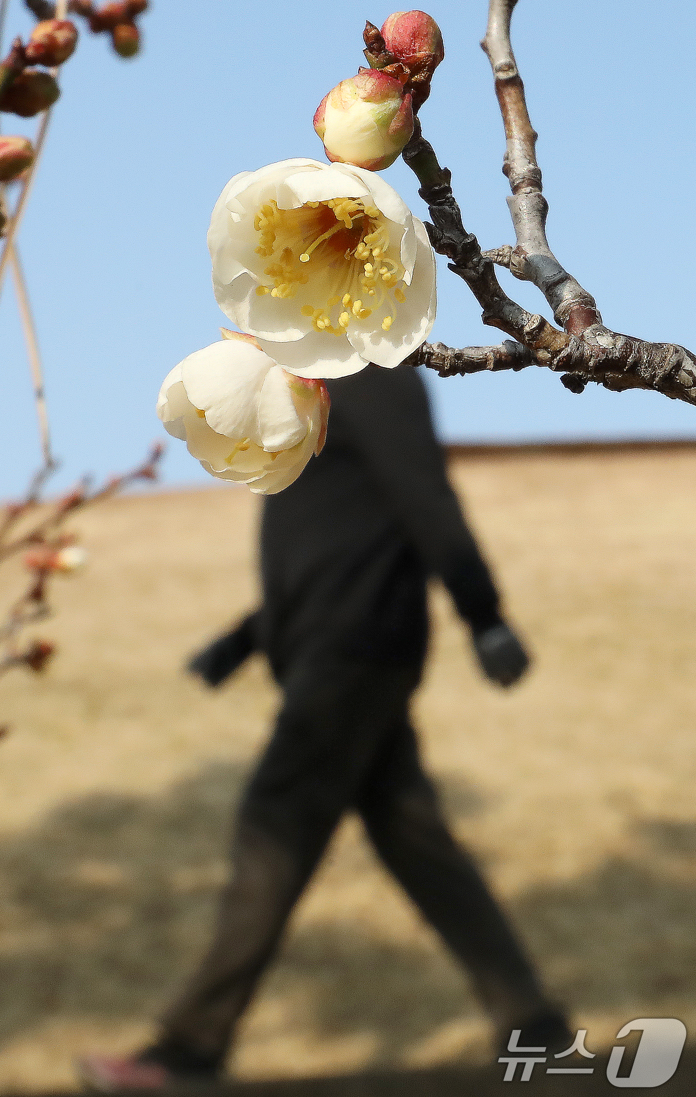 (부산=뉴스1) 윤일지 기자 = 7일 부산 동래구 복천동의 한 매화나무에 봄의 전령사 매화가 꽃망울을 터뜨려 눈길을 끌고 있다. 2026.1.7/뉴스1