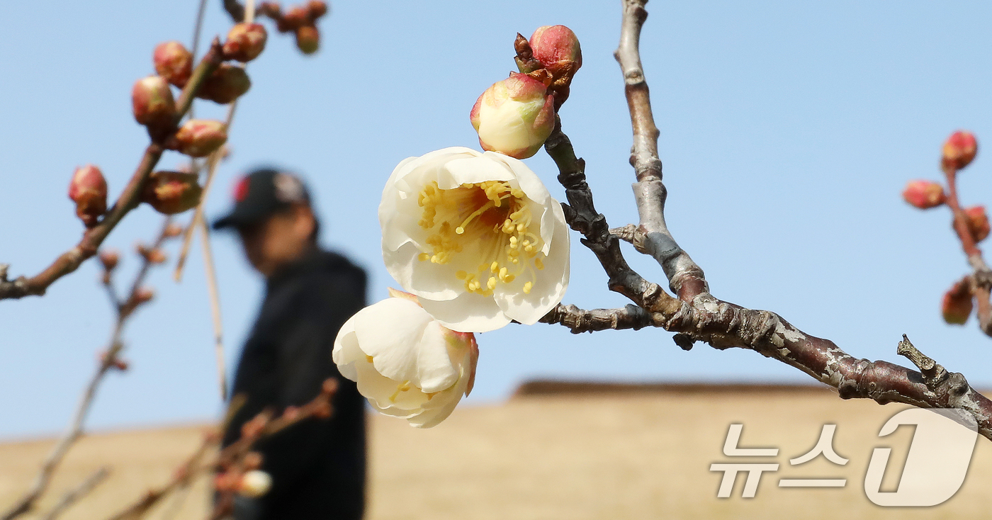 (부산=뉴스1) 윤일지 기자 = 7일 부산 동래구 복천동의 한 매화나무에 봄의 전령사 매화가 꽃망울을 터뜨려 눈길을 끌고 있다.  2026.1.7/뉴스1