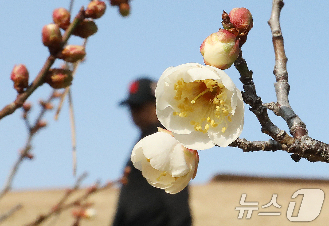 (부산=뉴스1) 윤일지 기자 = 7일 부산 동래구 복천동의 한 매화나무에 봄의 전령사 매화가 꽃망울을 터뜨려 눈길을 끌고 있다.  2026.1.7/뉴스1