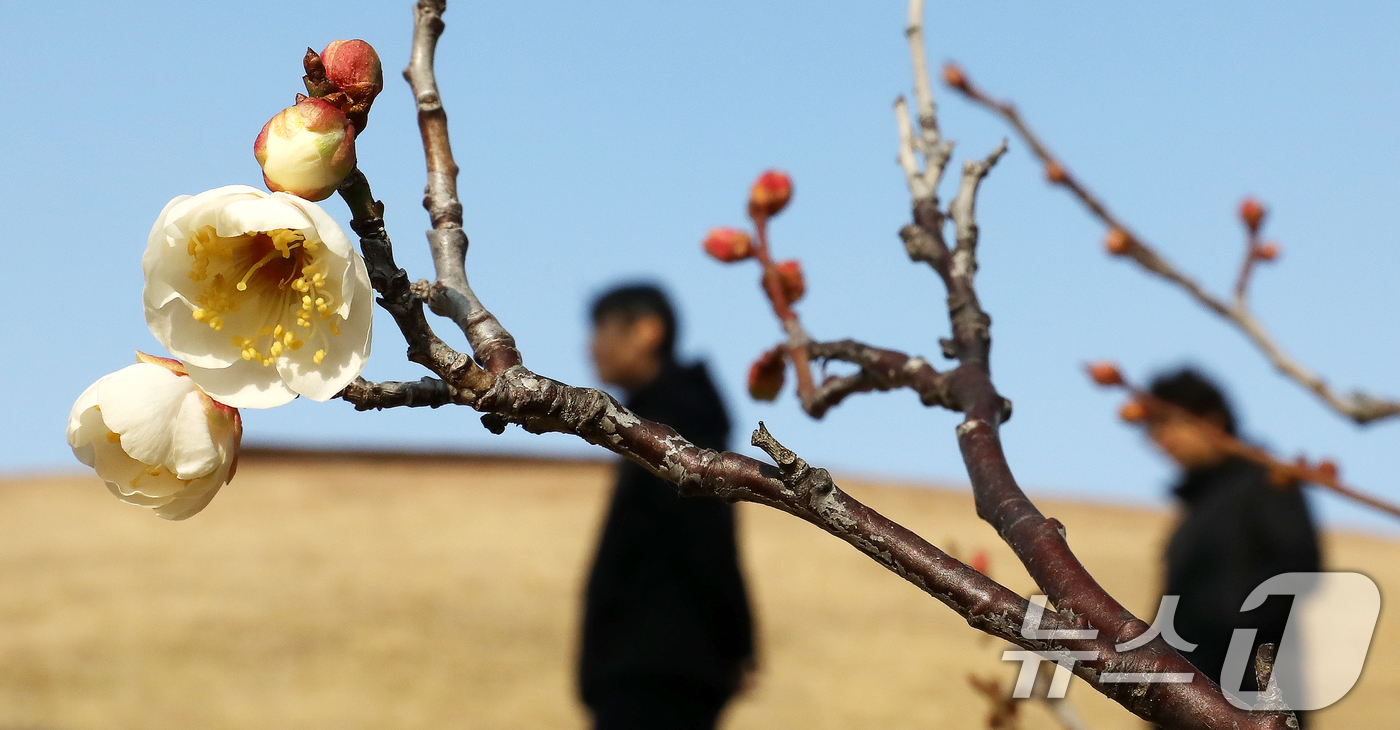 (부산=뉴스1) 윤일지 기자 = 7일 부산 동래구 복천동의 한 매화나무에 봄의 전령사 매화가 꽃망울을 터뜨려 눈길을 끌고 있다.  2026.1.7/뉴스1