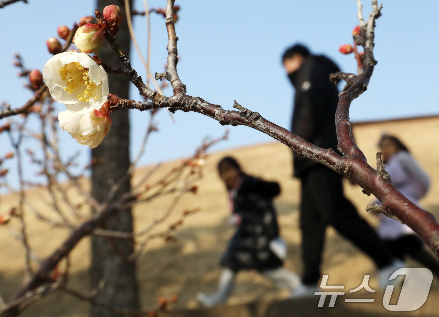 (부산=뉴스1) 윤일지 기자 = 7일 부산 동래구 복천동의 한 매화나무에 봄의 전령사 매화가 꽃망울을 터뜨려 눈길을 끌고 있다.  2026.1.7/뉴스1