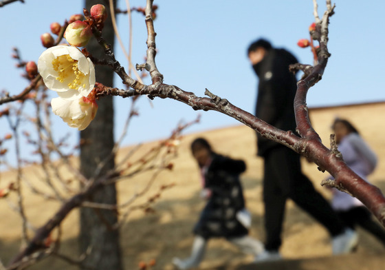 한겨울에 꽃망울 터뜨린 봄의 전령사 매화