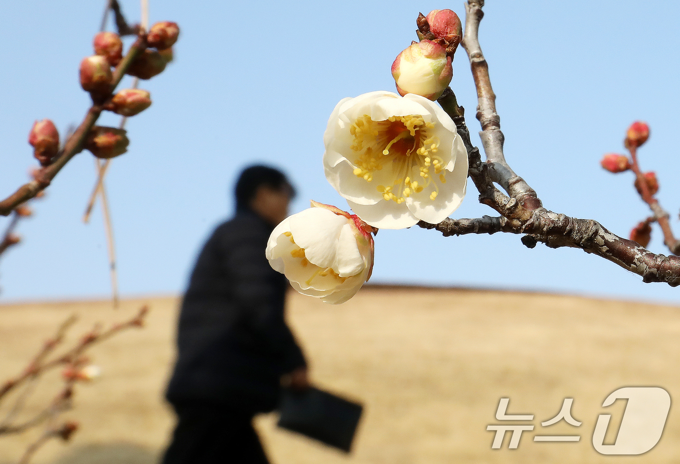 (부산=뉴스1) 윤일지 기자 = 7일 부산 동래구 복천동의 한 매화나무에 봄의 전령사 매화가 꽃망울을 터뜨려 눈길을 끌고 있다.  2026.1.7/뉴스1