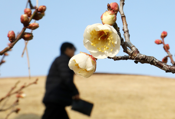 봄인 줄 아는 '매화'