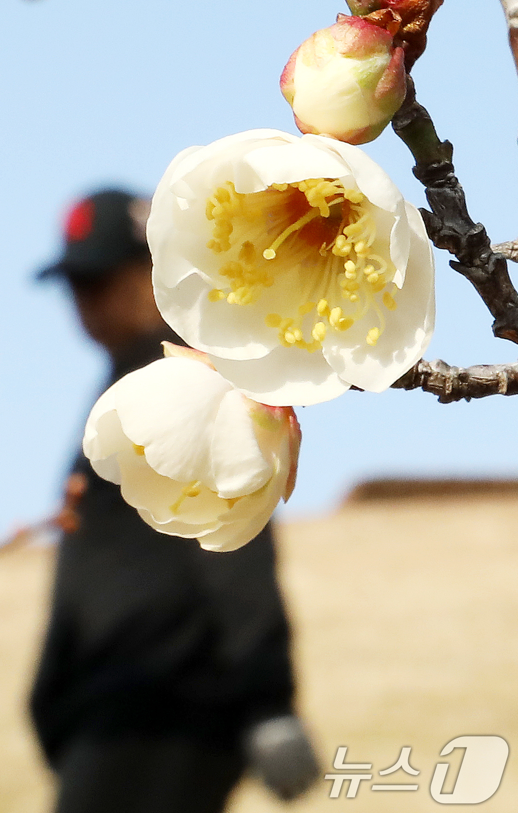 (부산=뉴스1) 윤일지 기자 = 7일 부산 동래구 복천동의 한 매화나무에 봄의 전령사 매화가 꽃망울을 터뜨려 눈길을 끌고 있다.  2026.1.7/뉴스1