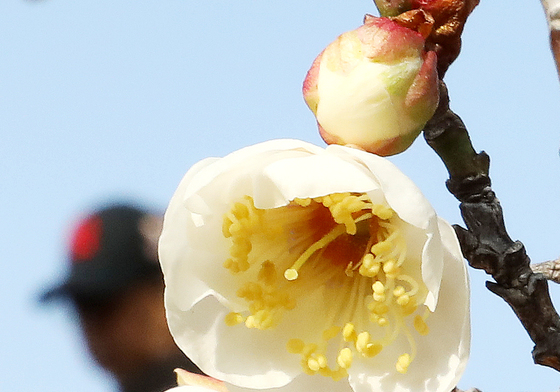 한겨울에 핀 '매화'…봄인 줄 아는 가 봄
