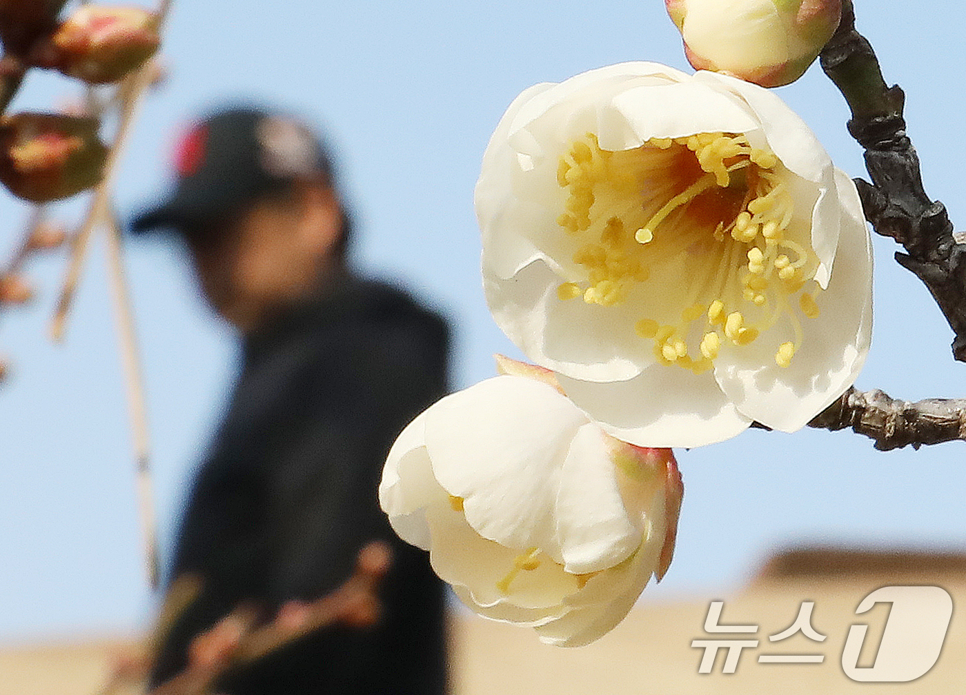 (부산=뉴스1) 윤일지 기자 = 7일 부산 동래구 복천동의 한 매화나무에 봄의 전령사 매화가 꽃망울을 터뜨려 눈길을 끌고 있다.  2026.1.7/뉴스1