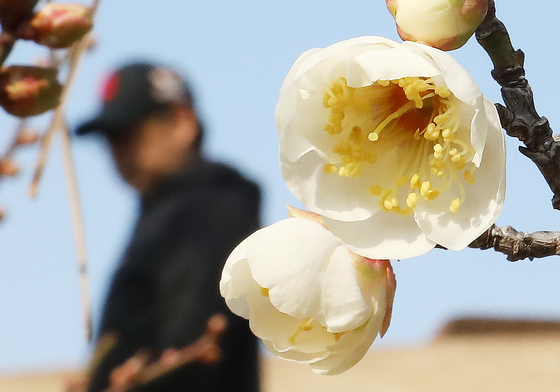 한겨울에 핀 '매화'…봄인 줄 아는 가 봄