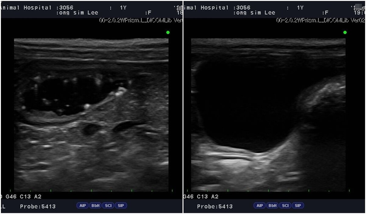 본문 이미지 - 1살 반려견이 건강검진을 통해 방광 슬러지가 확인됐지만 조기 발견 덕에 한 달 만에 회복해 결석을 예방할 수 있었다. 건강검진 당시 초음파 이미지(왼쪽)와 한 달 치료 후 슬러지가 사라진 모습(메인동물병원 제공) ⓒ 뉴스1