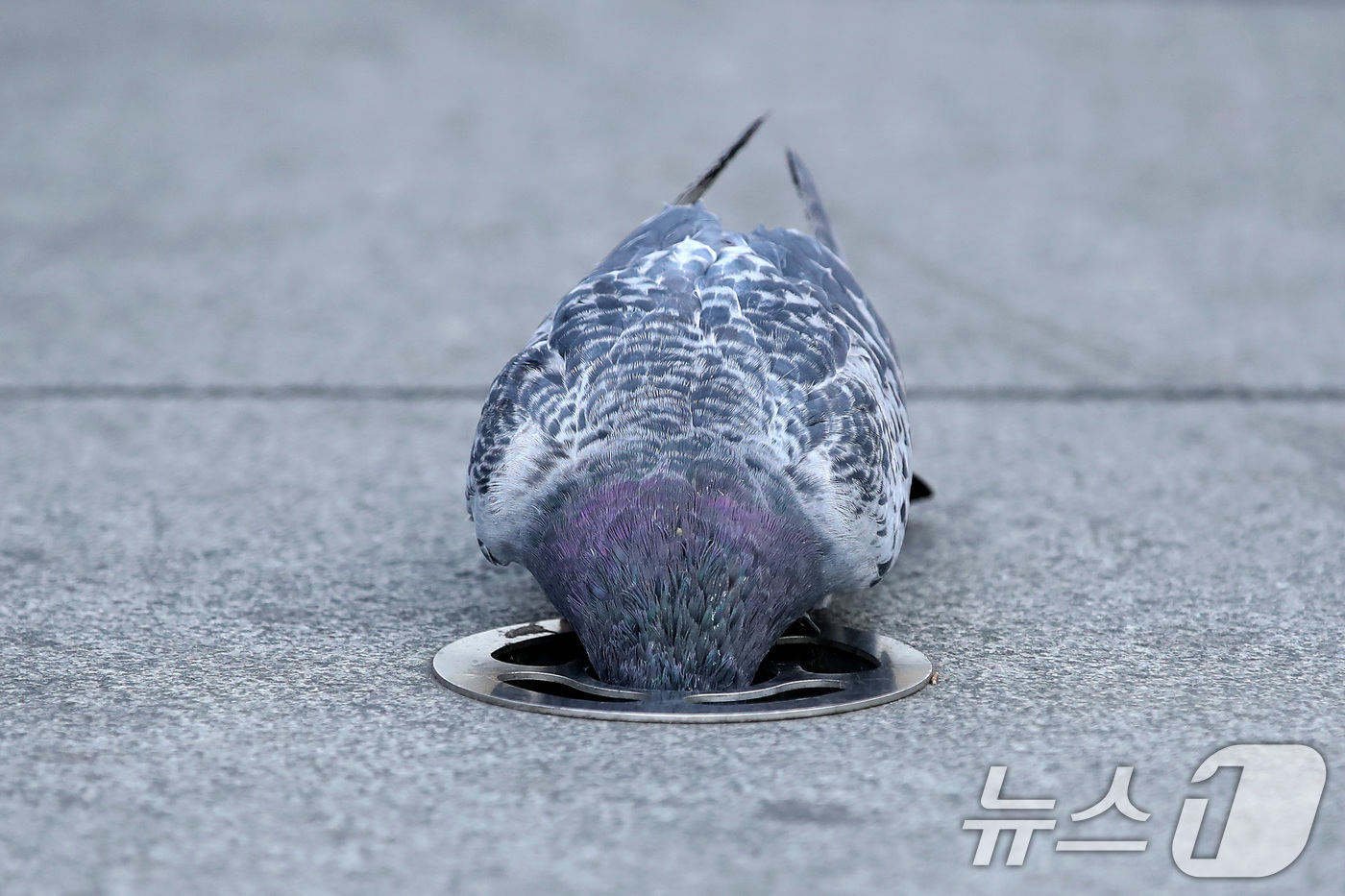 (대구=뉴스1) 공정식 기자 = 7일 오후 대구 중구 동성로 바닥분수에서 비둘기 한 마리가 물구멍(분사구)에 머리까지 집어넣은 채 먹이를 찾고 있다. 2026.1.7/뉴스1