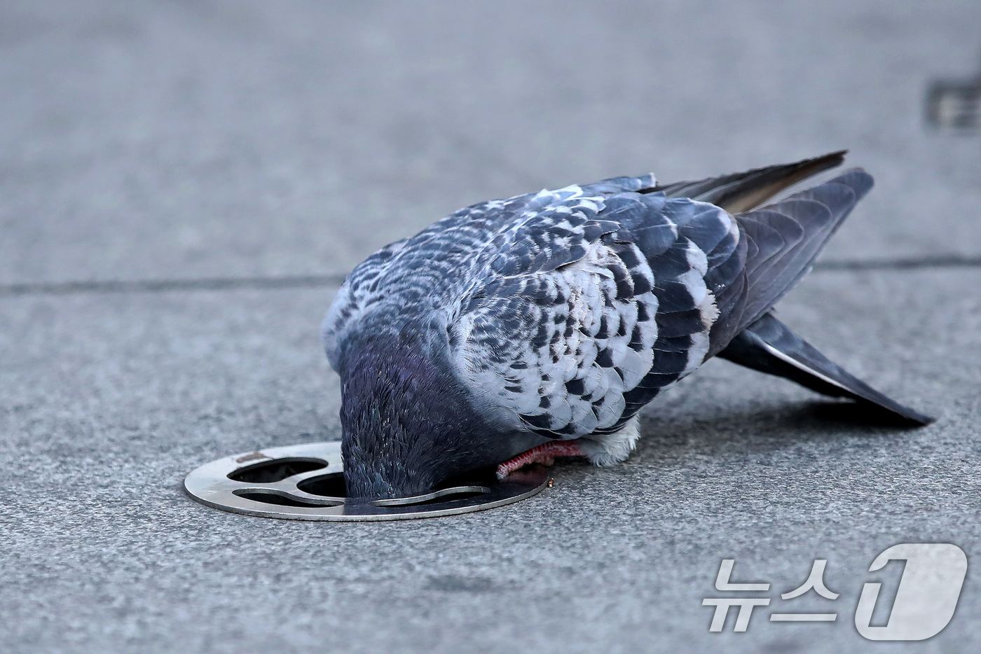 (대구=뉴스1) 공정식 기자 = 7일 오후 대구 중구 동성로 바닥분수에서 비둘기 한 마리가 물구멍(분사구)에 머리까지 집어넣은 채 먹이를 찾고 있다. 2026.1.7/뉴스1