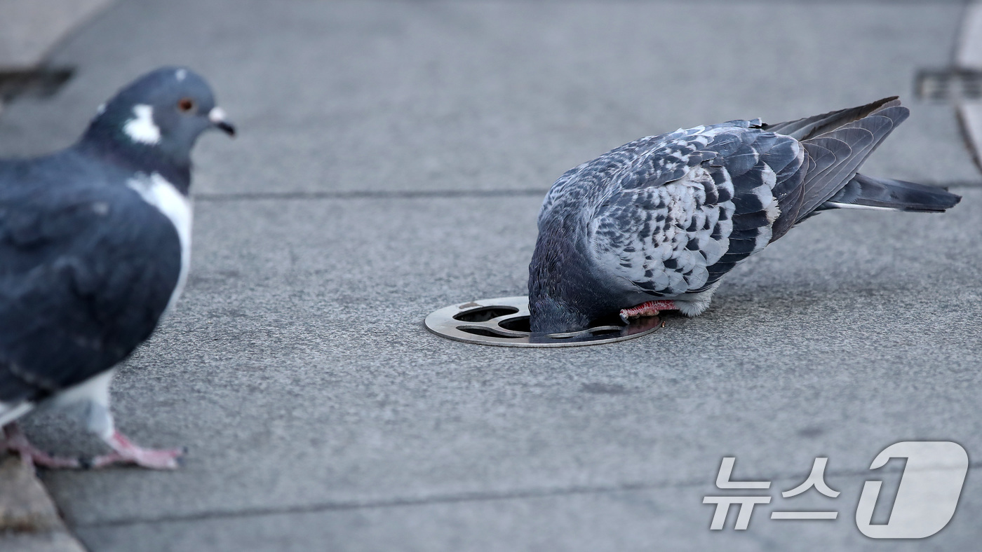 (대구=뉴스1) 공정식 기자 = 7일 오후 대구 중구 동성로 바닥분수에서 비둘기 한 마리가 물구멍(분사구)에 머리까지 집어넣은 채 먹이를 찾고 있다. 2026.1.7/뉴스1