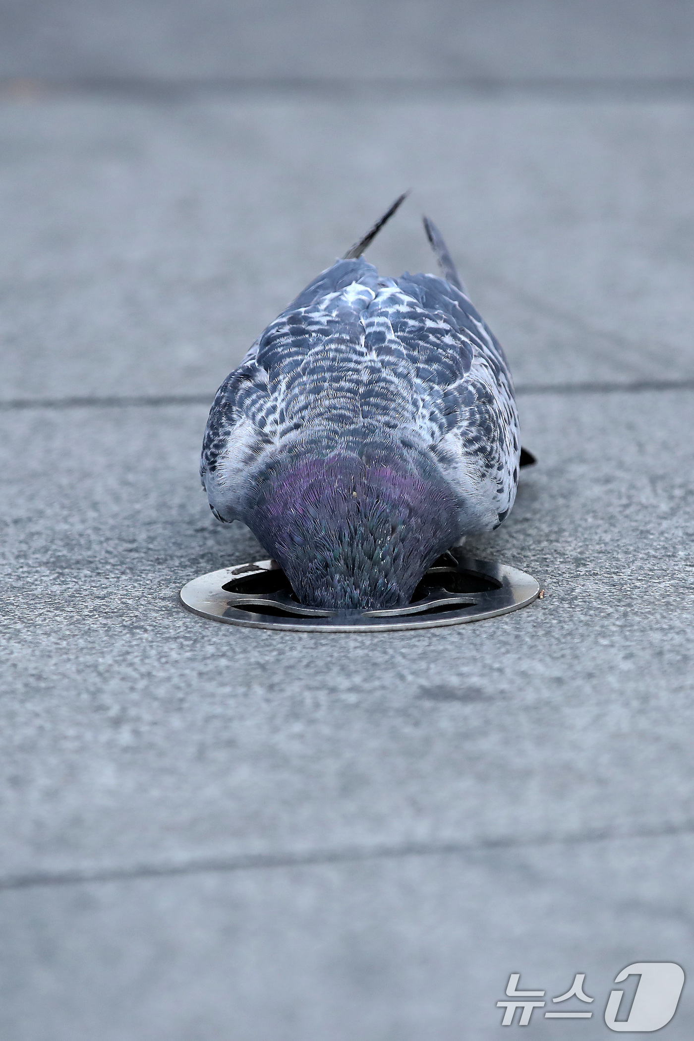 (대구=뉴스1) 공정식 기자 = 7일 오후 대구 중구 동성로 바닥분수에서 비둘기 한 마리가 물구멍(분사구)에 머리까지 집어넣은 채 먹이를 찾고 있다. 2026.1.7/뉴스1