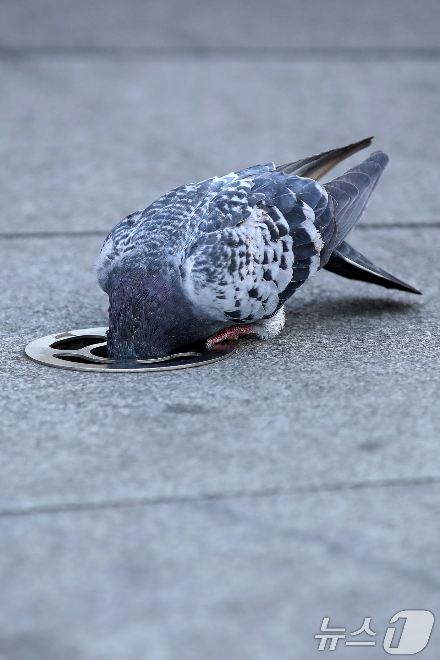 (대구=뉴스1) 공정식 기자 = 7일 오후 대구 중구 동성로 바닥분수에서 비둘기 한 마리가 물구멍(분사구)에 머리까지 집어넣은 채 먹이를 찾고 있다. 2026.1.7/뉴스1