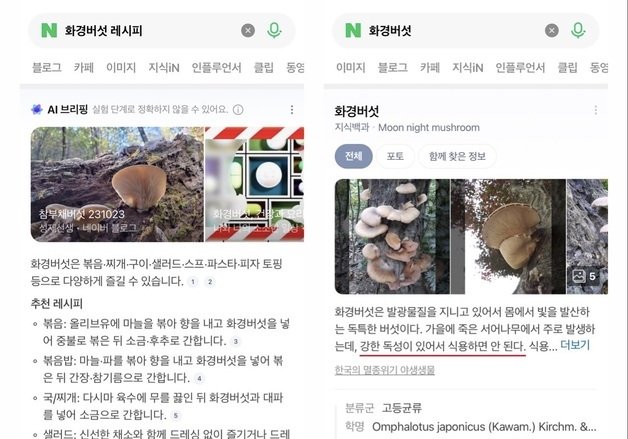 구글은 걸러주는데…'독버섯 레시피' 내놓은 네이버 검색 AI