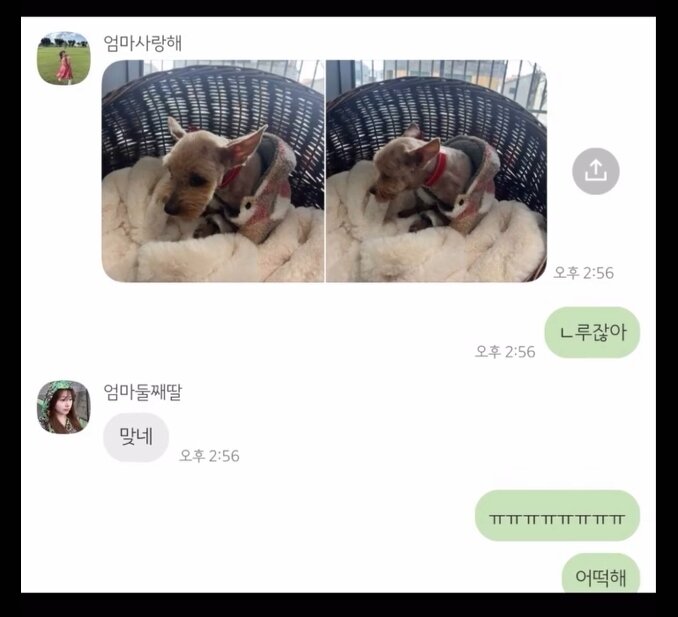 본문 이미지 - 니루를 발견한 문서연 씨가 니루의 미용한 모습을 가족에게 공유한 내용(보호자 제공) ⓒ 뉴스1