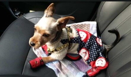 본문 이미지 - 6년 전 니루의 모습(보호자 제공) ⓒ 뉴스1