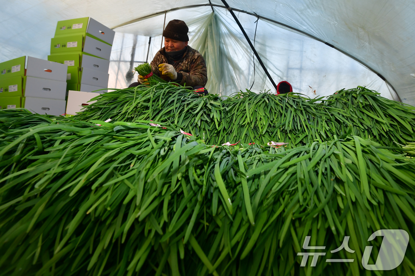 (포항=뉴스1) 최창호 기자 = 8일 경북 포항시 남구 연일읍 부추단지에 있는 석이네 농장에서 외국인 근로자들이 제철을 맞은 부추(정구지)를 수확하고 있다. 2026.1.8/뉴스1 …