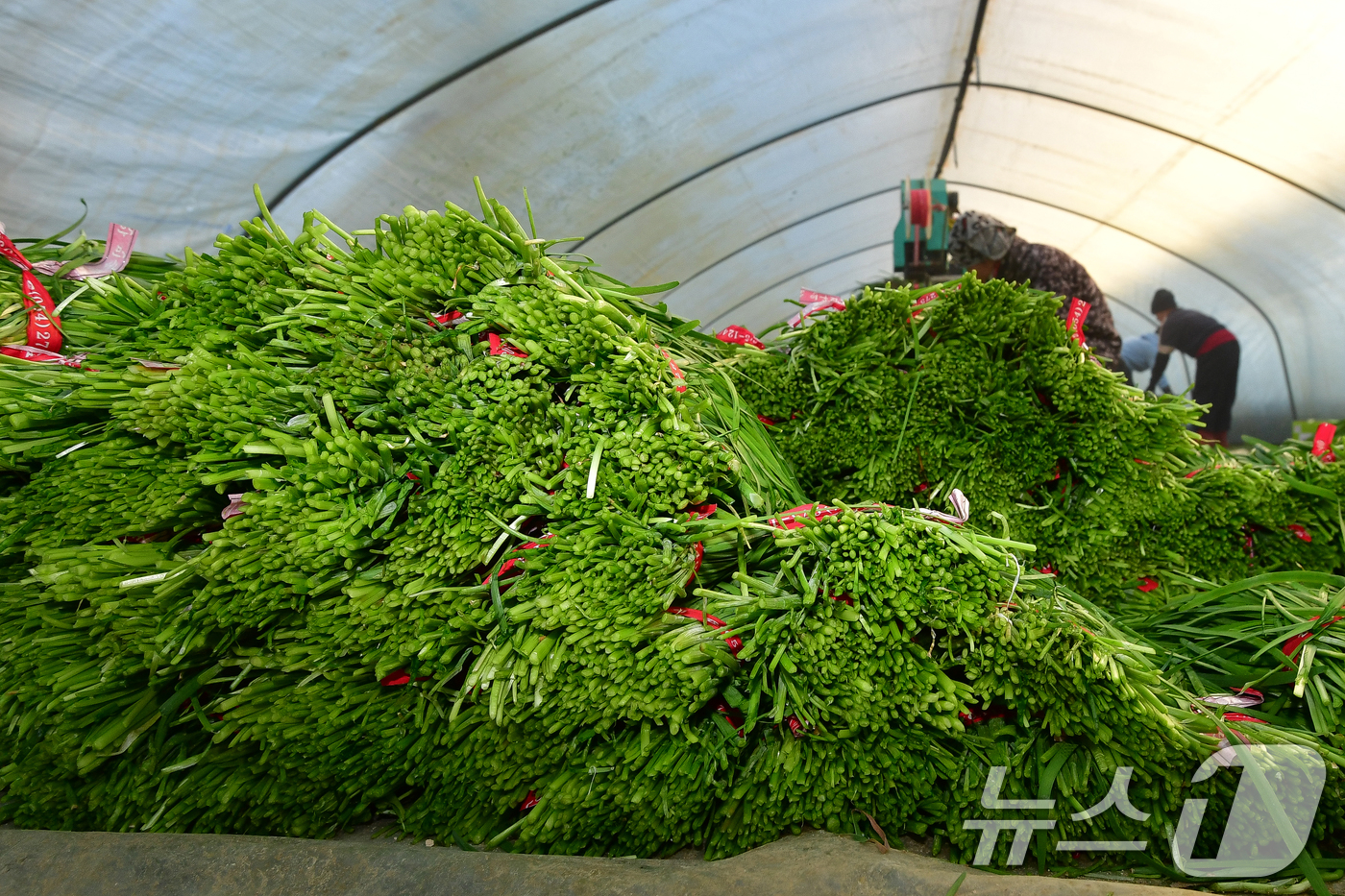 (포항=뉴스1) 최창호 기자 = 8일 경북 포항시 남구 연일읍 부추단지에 있는 석이네 농장에서 외국인 근로자들이 제철을 맞은 부추(정구지)를 수확하고 있다. 2026.1.8/뉴스1 …