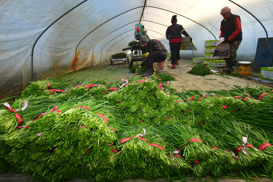 포항 특산물 '부추' 수확 한창…"외국인 근로자 없인 농사 못해"