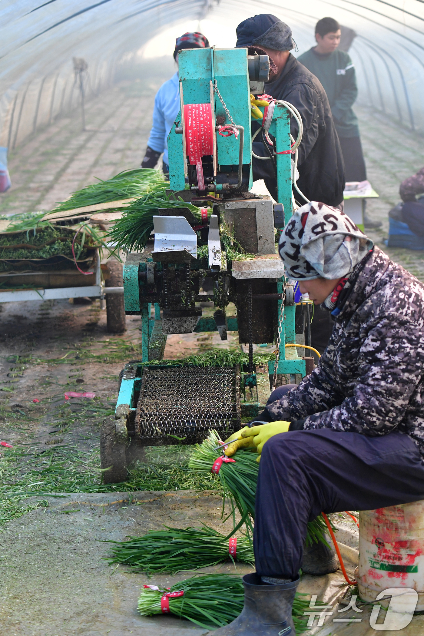 (포항=뉴스1) 최창호 기자 = 8일 경북 포항시 남구 연일읍 부추단지에 있는 석이네 농장에서 외국인 근로자들이 제철을 맞은 부추(정구지)를 수확하고 있다. 2026.1.8/뉴스1 …