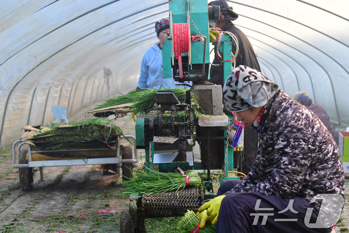 (포항=뉴스1) 최창호 기자 = 8일 경북 포항시 남구 연일읍 부추단지에 있는 석이네 농장에서 외국인 근로자들이 제철을 맞은 부추(정구지)를 수확하고 있다. 2026.1.8/뉴스1 …