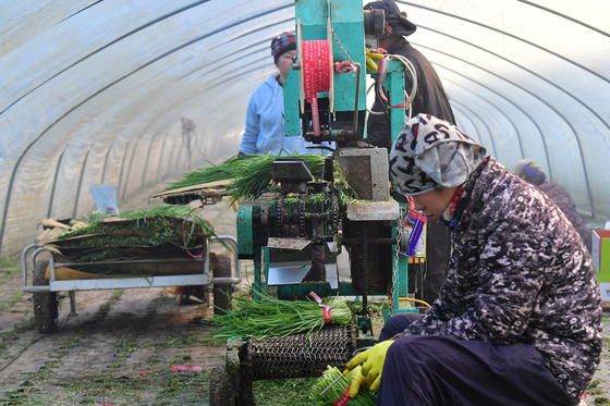 제철 맞은 포항 부추