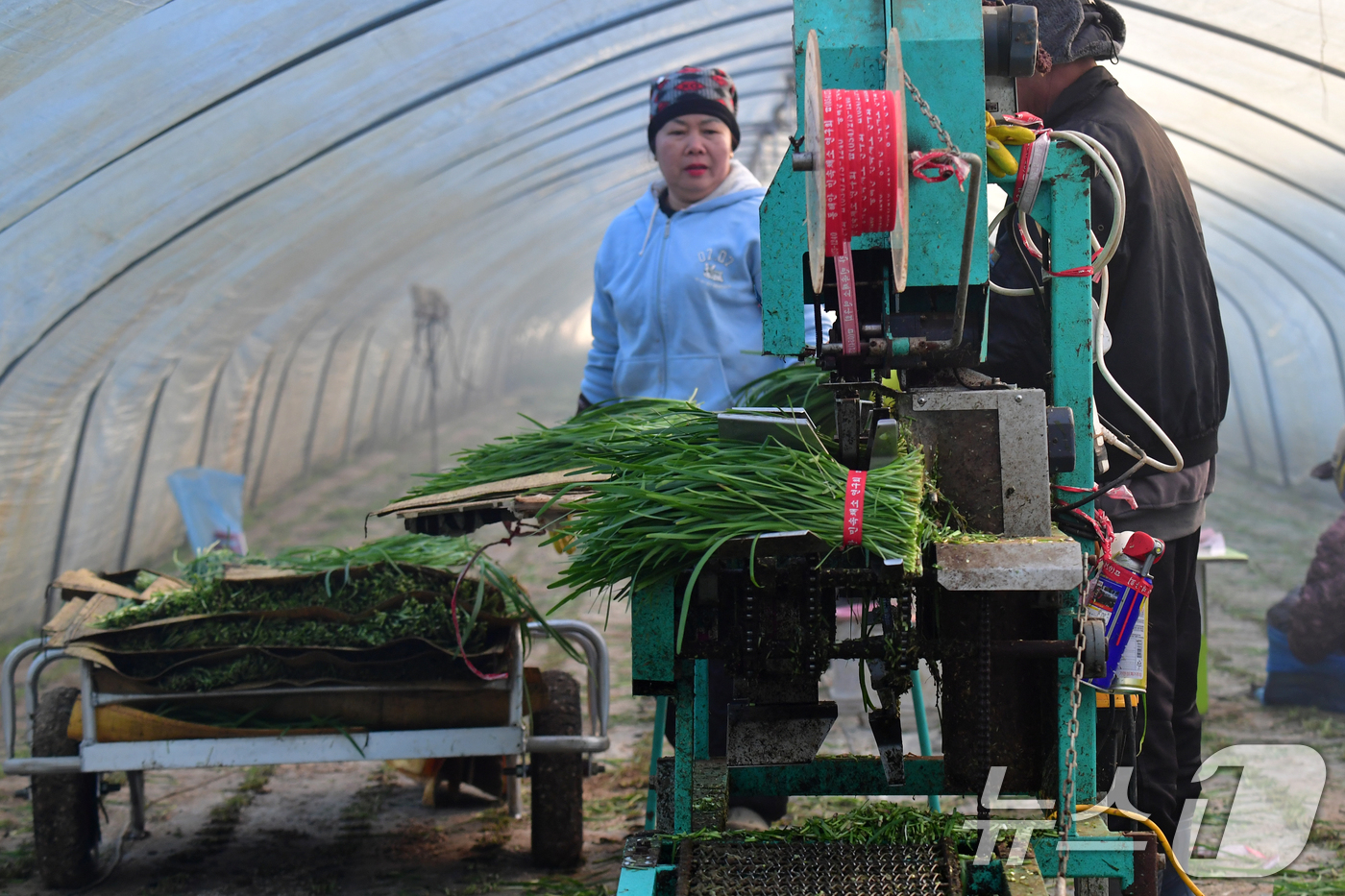 (포항=뉴스1) 최창호 기자 = 8일 경북 포항시 남구 연일읍 부추단지에 있는 석이네 농장에서 외국인 근로자들이 제철을 맞은 부추(정구지)를 수확하고 있다. 2026.1.8/뉴스1 …