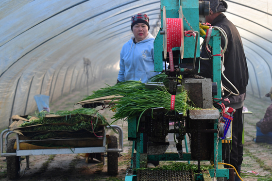 분주한 부추 농장