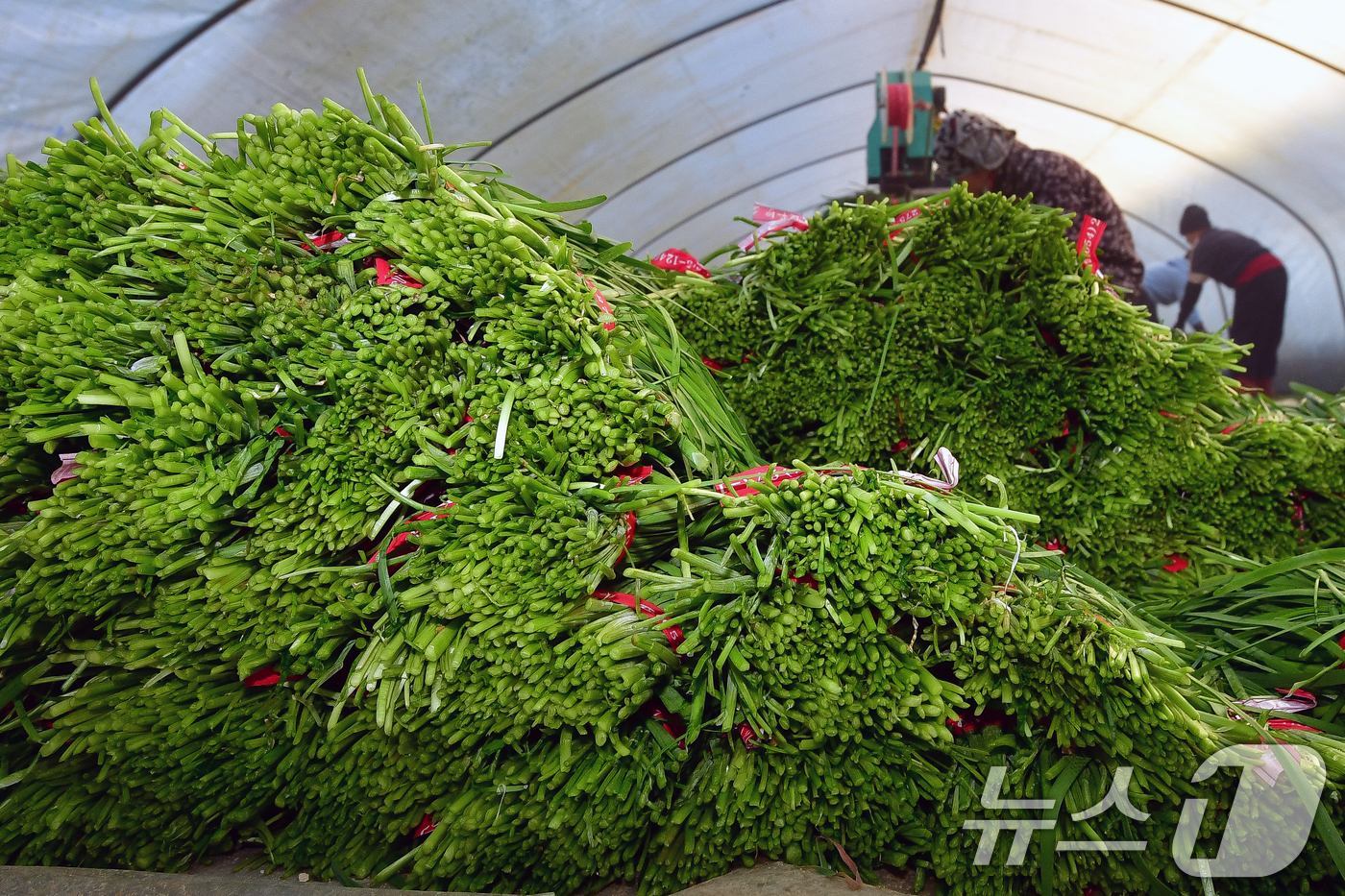 (포항=뉴스1) 최창호 기자 = 8일 경북 포항시 남구 연일읍 부추단지에 있는 석이네 농장에서 외국인 근로자들이 제철을 맞은 부추(정구지)를 수확하고 있다. 2026.1.8/뉴스1 …