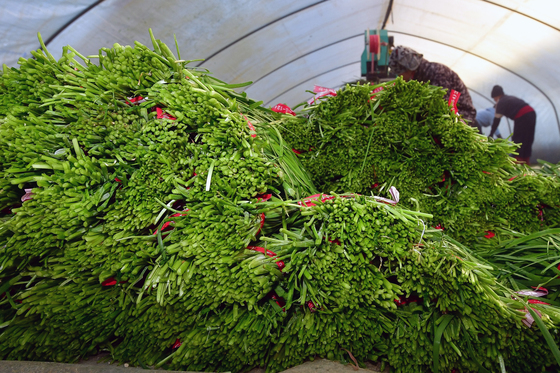 제철 부추 수확