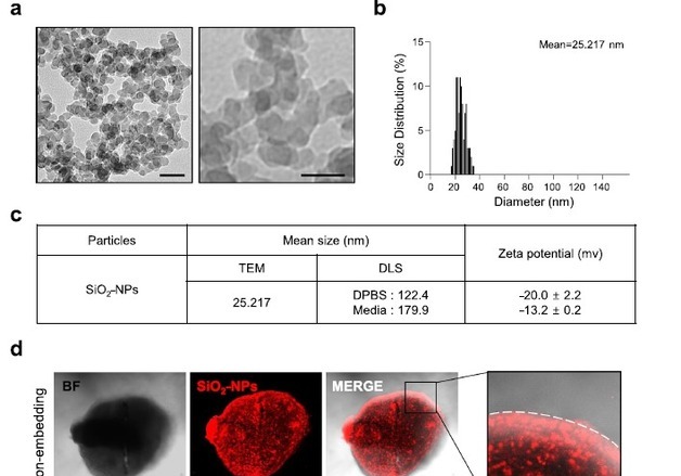 "식품·화장품 속 실리카 나노입자, 태아 뇌 발달에 악영향"