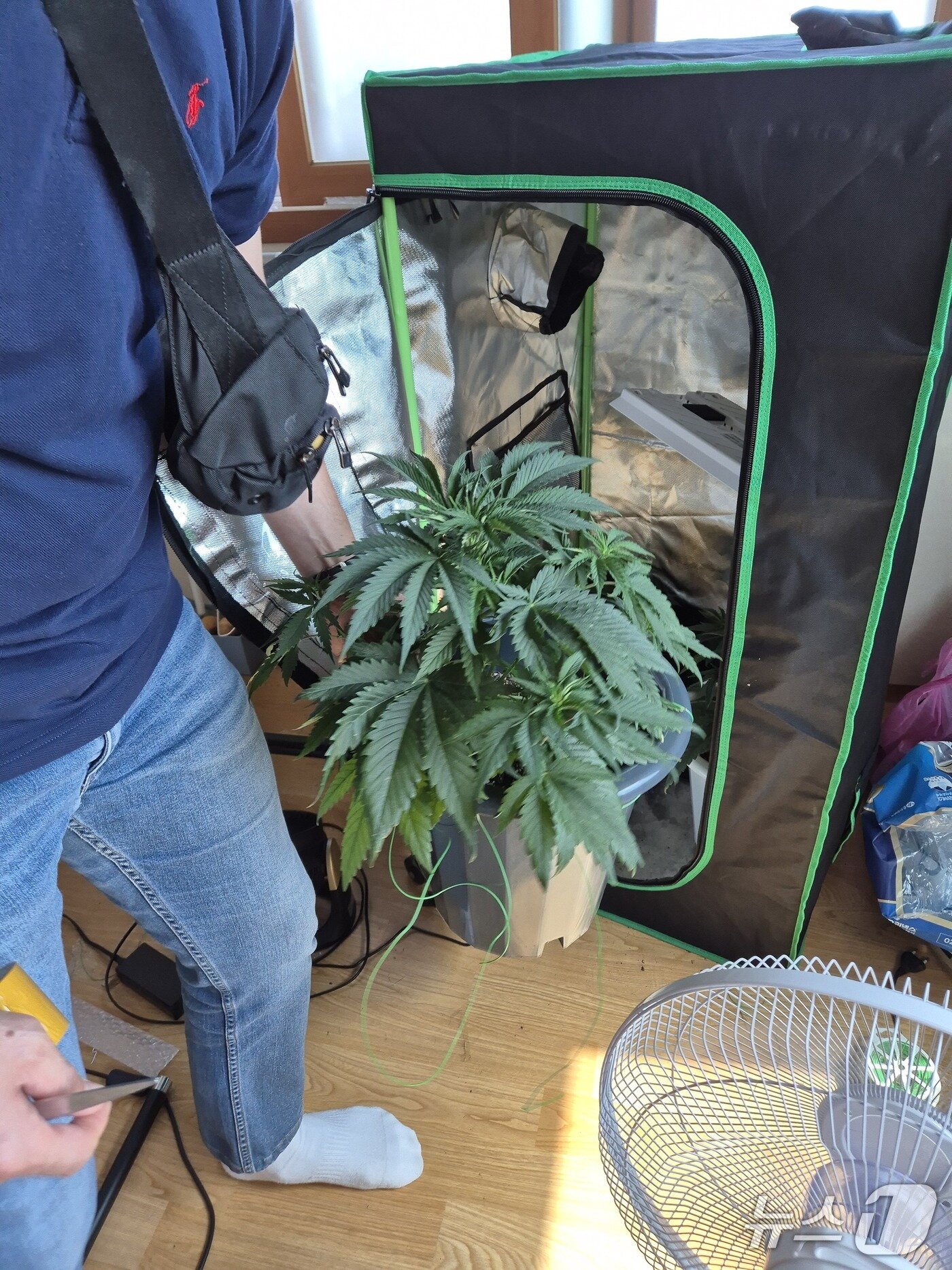 본문 이미지 - 재배 중인 대마초 근접 사진.(인천공항세관. 재배포 및 DB금지)2026.1.8/뉴스1