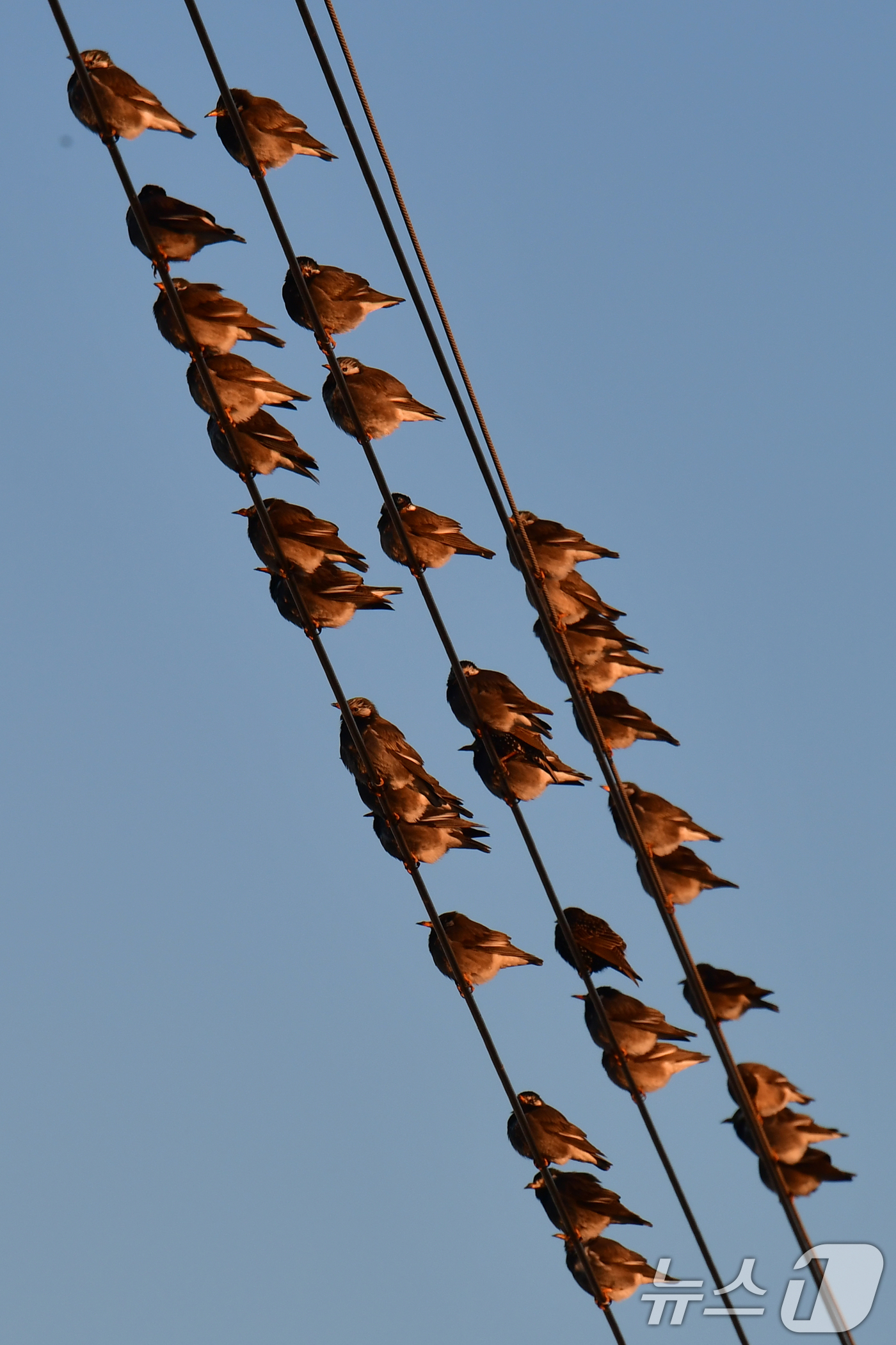 (포항=뉴스1) 최창호 기자 = 8일 경북 포항시 남구 연일읍 들녘에 있는 전깃줄 위에서 찌르레기들이 햇볕을 쬐고 있다. 2026.1.8/뉴스1