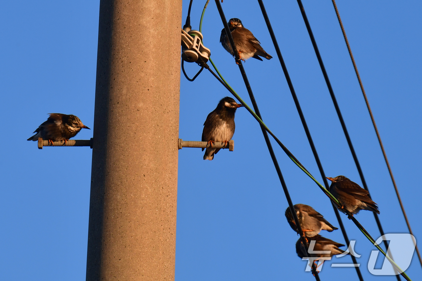 (포항=뉴스1) 최창호 기자 = 8일 경북 포항시 남구 연일읍 들녘에 있는 전깃줄 위에서 찌르레기들이 햇볕을 쬐고 있다. 2026.1.8/뉴스1