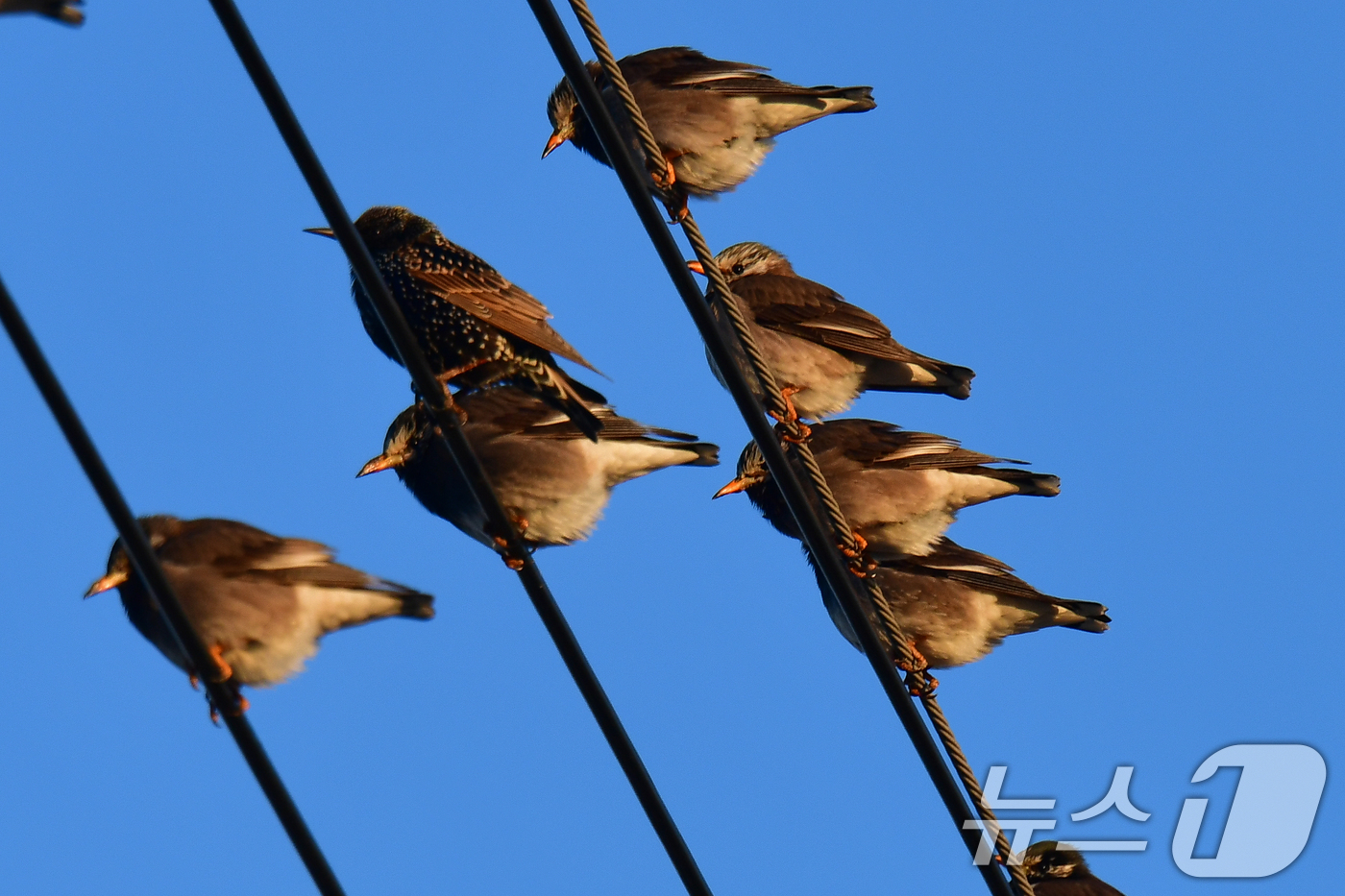 (포항=뉴스1) 최창호 기자 = 8일 경북 포항시 남구 연일읍 들녘에 있는 전깃줄 위에서 찌르레기들이 햇볕을 쬐고 있다. 2026.1.8/뉴스1