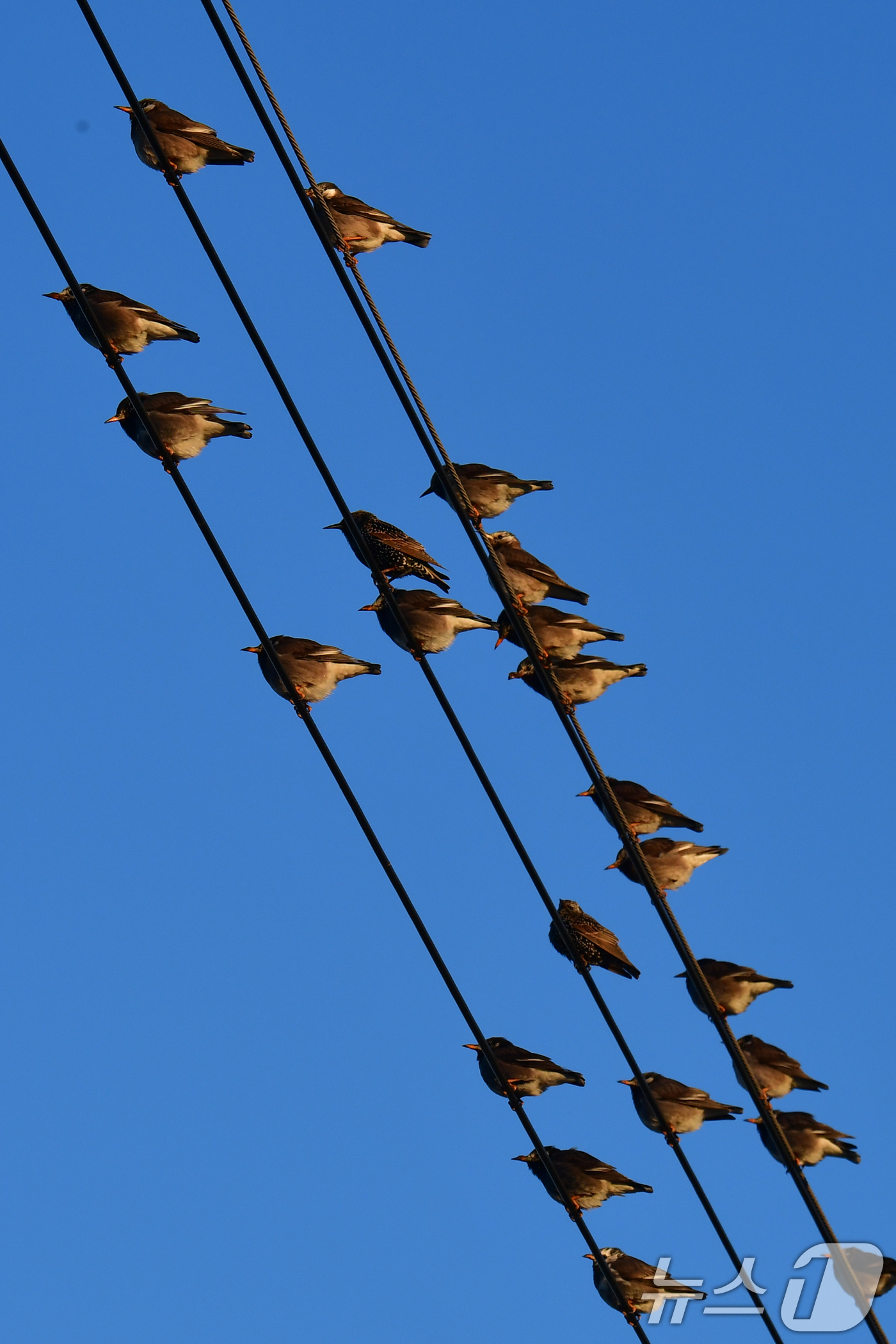 (포항=뉴스1) 최창호 기자 = 8일 경북 포항시 남구 연일읍 들녘에 있는 전깃줄 위에서 찌르레기들이 햇볕을 쬐고 있다. 2026.1.8/뉴스1