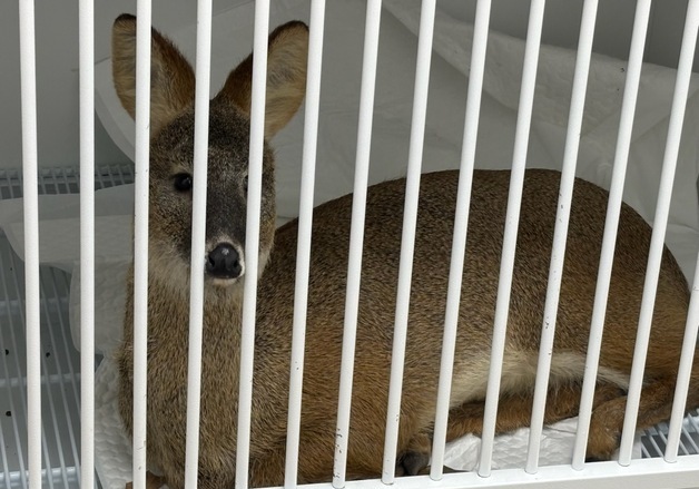 기계식 주차타워에 끼인 고라니…"동물병원에 인계"