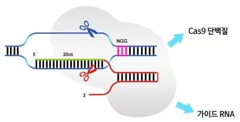본문 이미지 - 유전자 교정 기술 '크리스퍼' 모식도.(툴젠 제공)/뉴스1