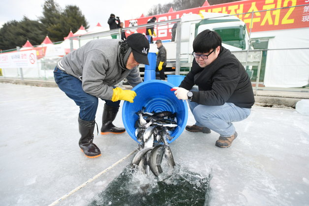 화천산천어축제 D-1, 산천어 방양