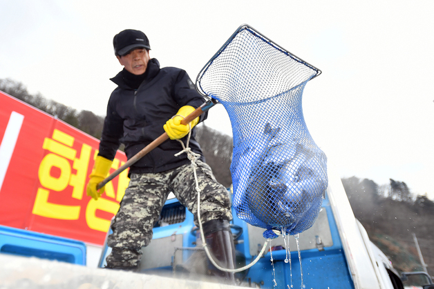 화천산천어축제 D-1, 산천어 방양