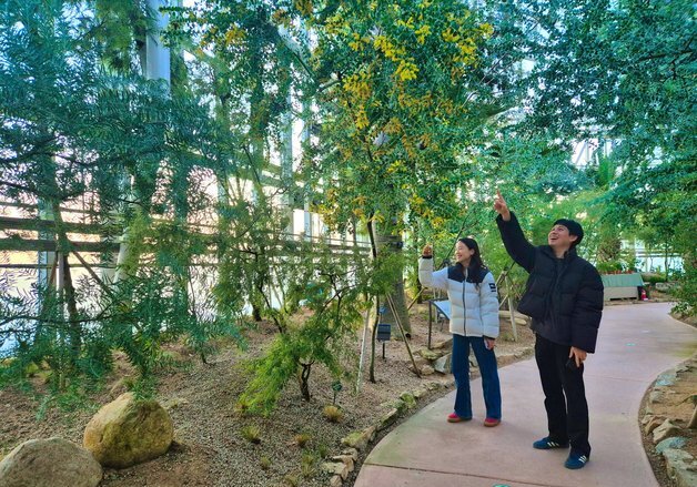 "한겨울에 아카시아 꽃 활짝"…국립세종수목원 온실서 15종 개화