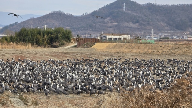 순천만 흑두루미, 갈대숲 탐방로 걸으면서 관찰 가능