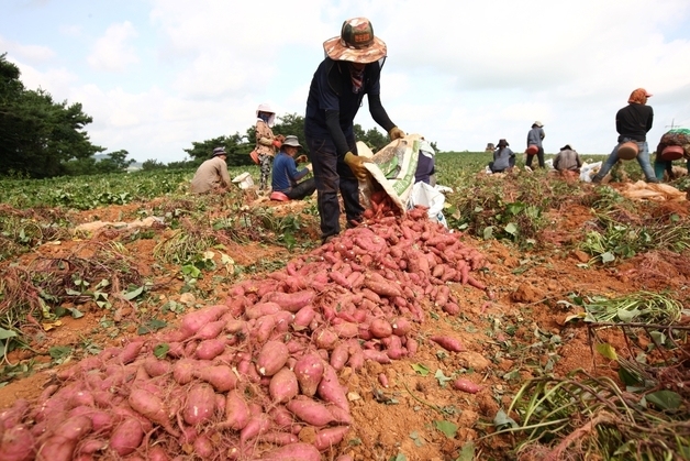 해남고구마, 중소농 공동출하로 서울 가락시장 첫 진출
