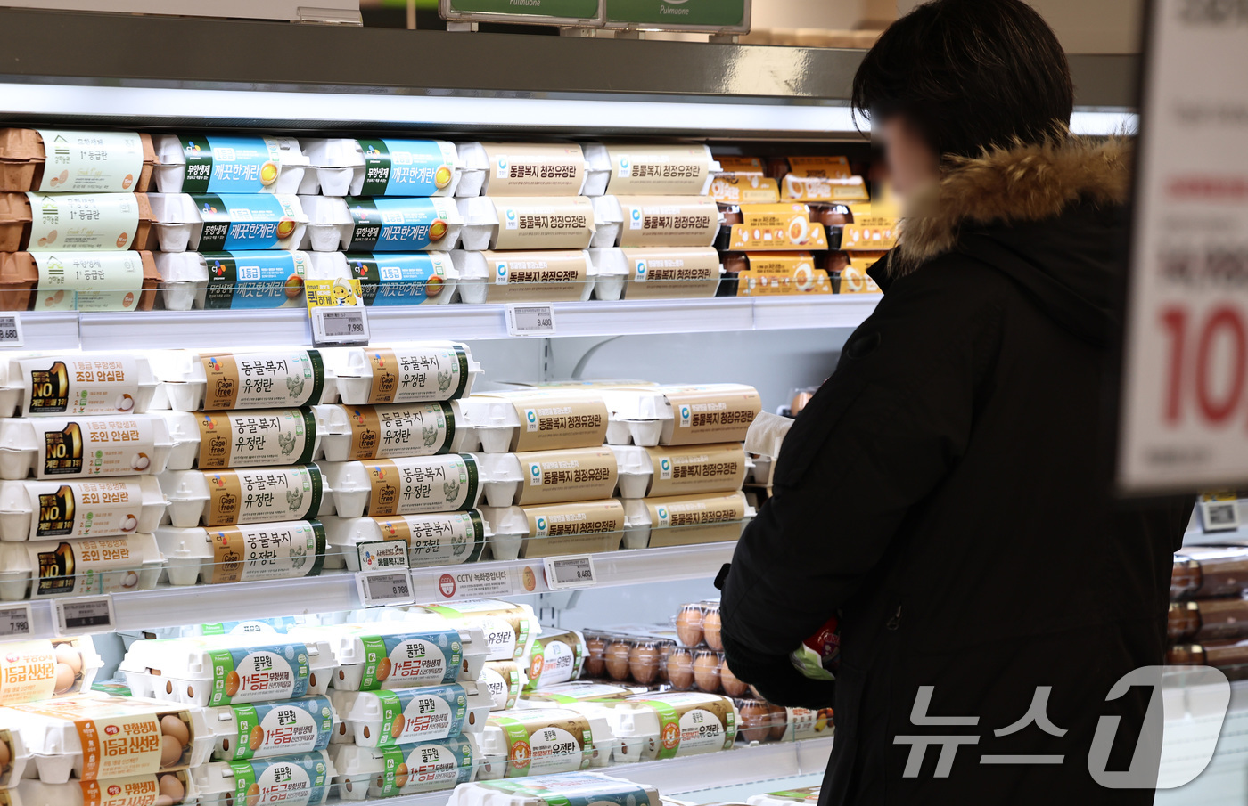 (서울=뉴스1) 구윤성 기자 = 9일 서울의 한 대형마트 달걀코너에서 시민들이 달걀을 고르고 있다.농림축산식품부는 설 명절을 앞두고 축산물 물가 안정을 위해 돼지고기와 계란 할인 …