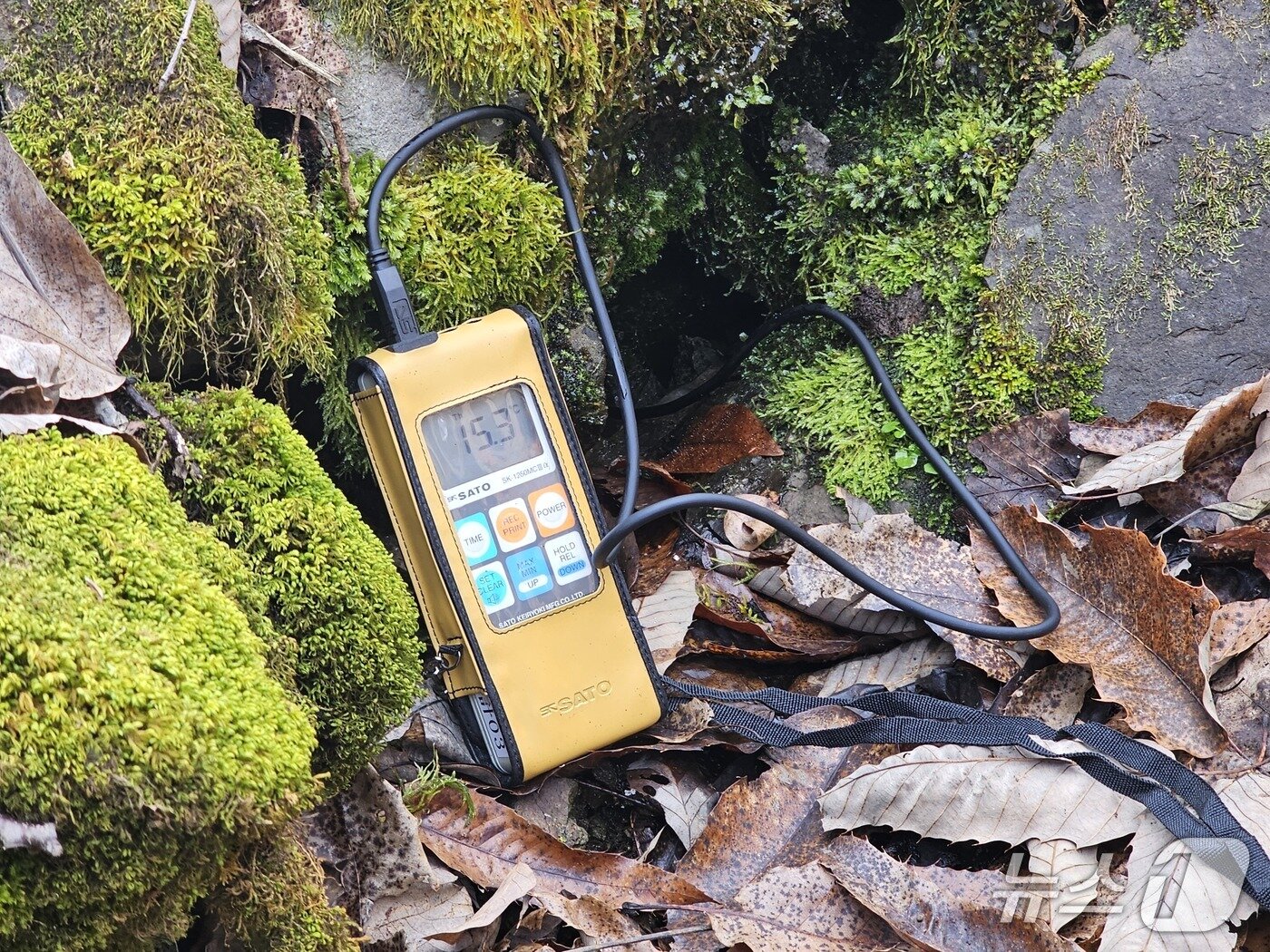 본문 이미지 - 의성 빙계계곡의 온혈지대 바닥 온도가 15.3도로 측정됐고 주위에 푸른 이끼류가 분포돼 있다. 당시 바깥 온도는 4도였다.(의성군 제공. 재판매 및 DB 금지)2026.1.9/뉴스1