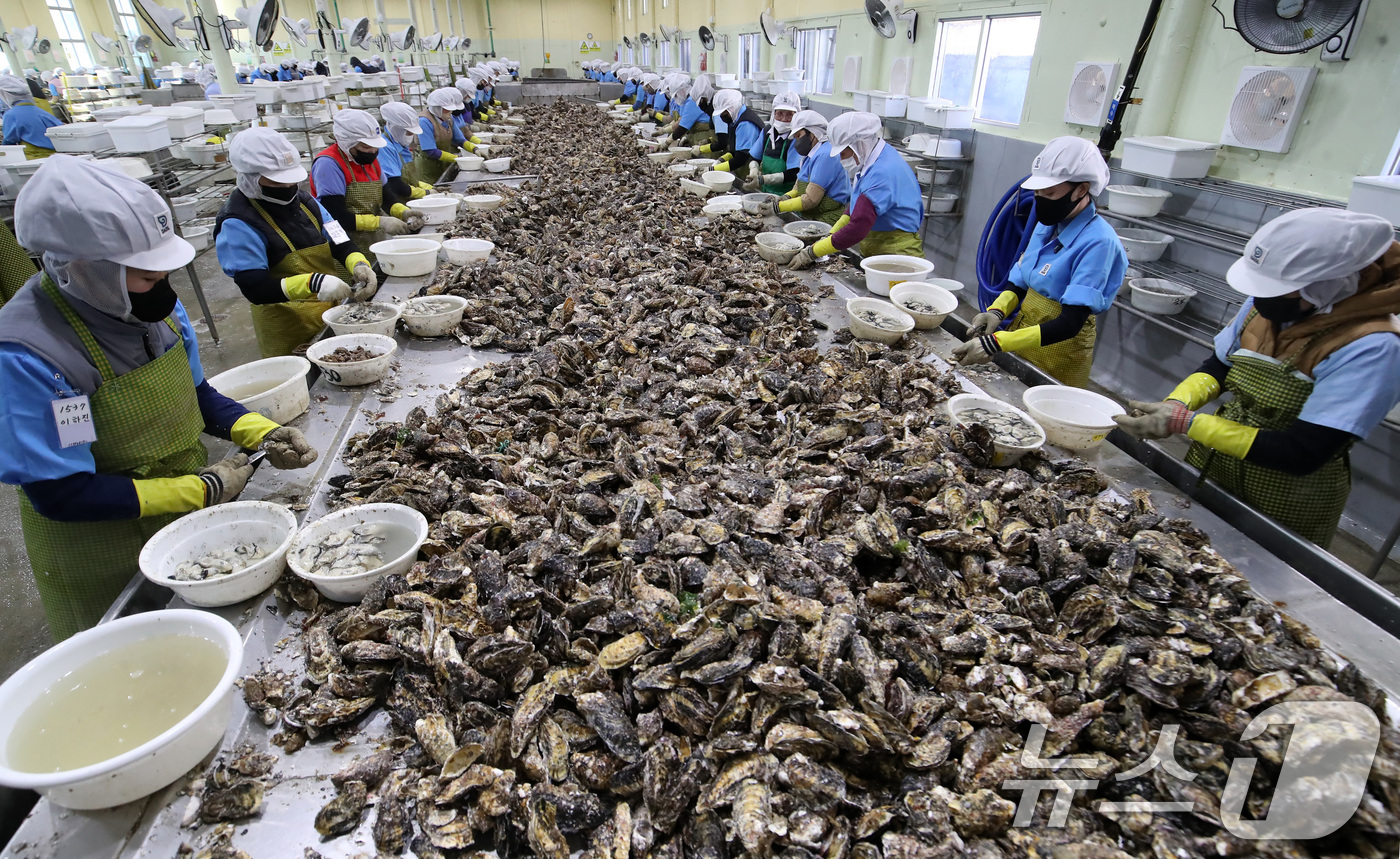(거제=뉴스1) 윤일지 기자 = 9일 오후 경남 거제 하청면 굴 가공업체인 대일수산에서 직원들이 겨울철 제철을 맞은 굴 껍데기를 제거하는 작업인 박신작업을 하고 있다.  2026. …