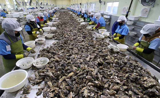 겨울철 제철 맞은 굴