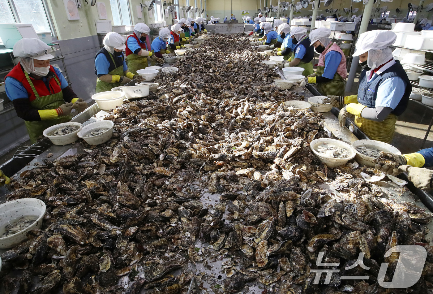(거제=뉴스1) 윤일지 기자 = 9일 오후 경남 거제 하청면 굴 가공업체인 대일수산에서 직원들이 겨울철 제철을 맞은 굴 껍데기를 제거하는 작업인 박신작업을 하고 있다.  2026. …